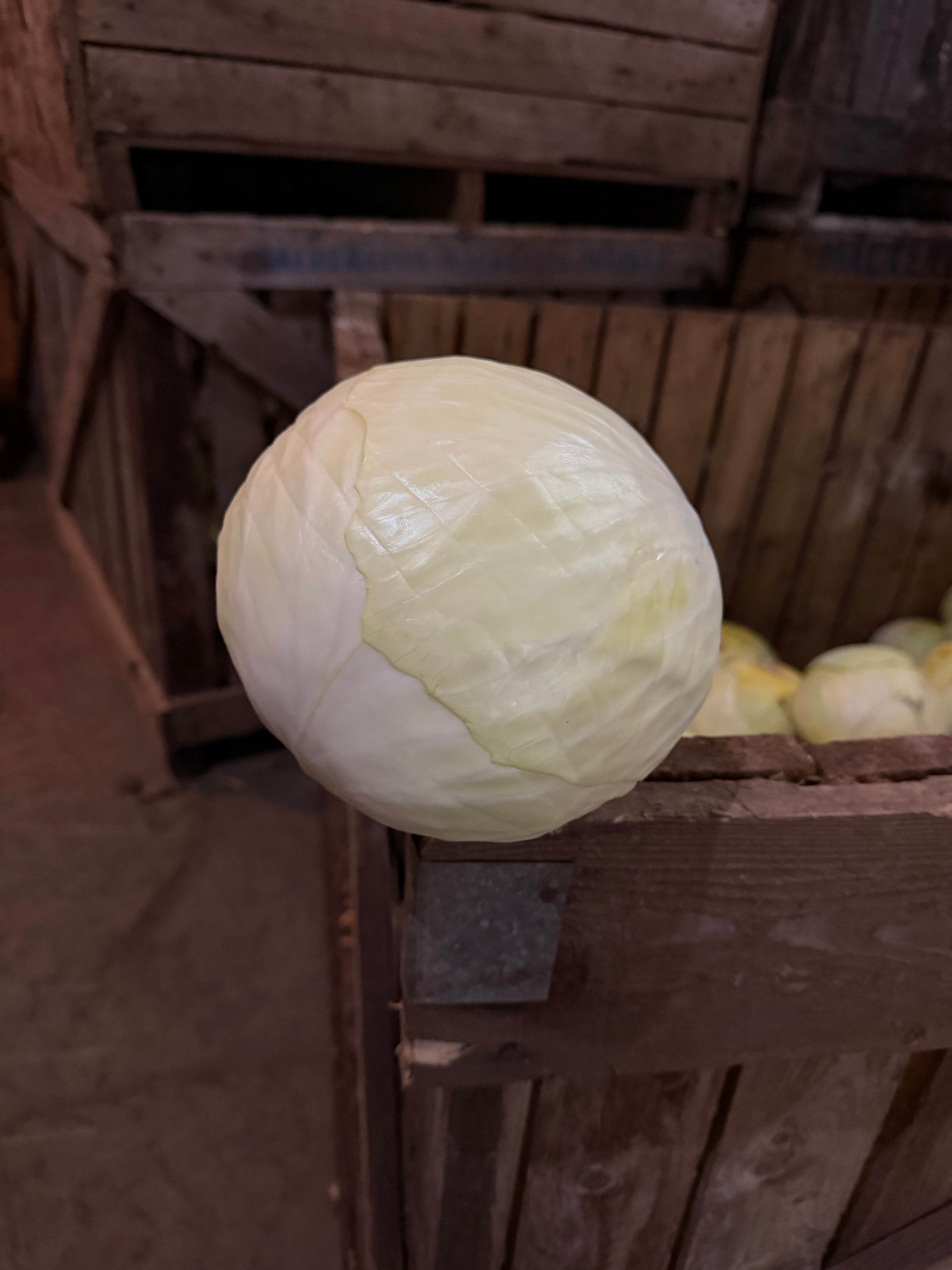 Cabbage-single medium